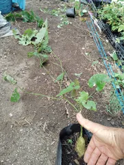 お*わ様 ラカンカ　羅漢果　苗　２本セット ラカンカ 羅漢果 苗 2本セット ✴奄美農場✴ ラカンカ苗 羅漢果