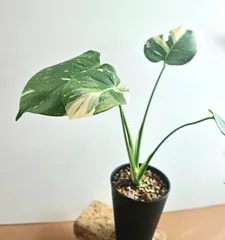 極美　斑入りモンステラ（7年育成・陶器鉢付き）イエローモンスター 極美 斑入りモンステラ（7年育成・陶器鉢付き）イエローモンスター