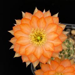 レア商品も！メルカリだけの単品植物✨