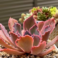 多肉植物 ☘️ ネオンブレーカーズ 抜き苗
