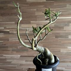 【契約農家直送商品】【現品５】 塊根植物 アデニウム オペスム 5号鉢 多肉植物 コーデックス 砂漠のバラ お洒落 可愛い カッコイイ インテリア 室内 花 苗 希少