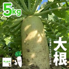 大根　低農薬・化学肥料不使用　埼玉県産　５kg（大、中、小、サイズ混合）　※葉つきではありません