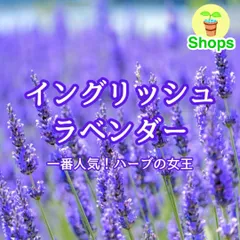 2025年最新】ラベンダー切花の人気アイテム - メルカリ