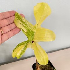【葉っぱの形がかわいい＆極斑入り】　フィロデンドロン　フロリダビューティ　Philodendron Florida Beauty