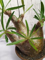 Pachypodium gracilius パキポディウム グラキリス 象牙宮 鉢ごと発送