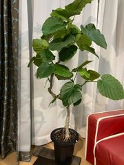 ウンベラータ A38 現物販売 フィカス幹曲がり樹形 観葉植物 室内 インテリア オフィス
