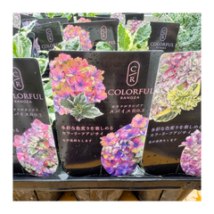アジサイ　カラフルランジア ：スパイスNO.2　新品種　斑入り　アジサイ 大栄花園 苗木 鉢植え 地植え カラーリーフ 希少