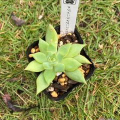 メディラマグニフィカ　リンドル　抜き苗　多肉植物　モフ多肉　エケベリア