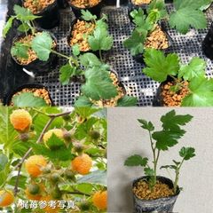 ⭐️梶苺の苗1鉢⭐️とげなし黄実木苺苗　かじいちご　カジイチゴ　ラズベリー