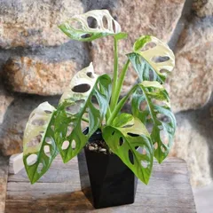 2025年最新】里芋の苗の人気アイテム - メルカリ