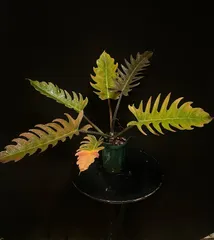 2 組織培養株 フィロデンドロン キャラメルマーブル ファイヤー