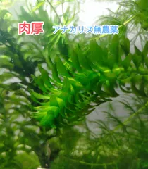 2025年最新】水草の人気アイテム - メルカリ