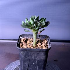 大型　ディオーン　エデュレ 楽天市場】ディオーン エデュレ Dioon Edule 蘇轍 ソテツ