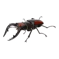 【中古】トレーディングフィギュア ノコギリクワガタ(本土)褐色 「いきもの大図鑑 くわがた06」のサムネイル