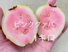 傷あり　　大人気！沖縄産ピンクグァバ　1キロ