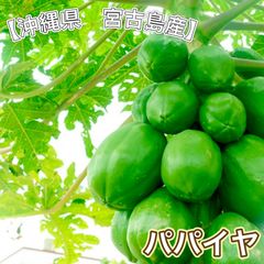 パパイヤ10苗 訳あり 苗 16日お昼頃迄の出品甘泉DXフルーツタワー 台農