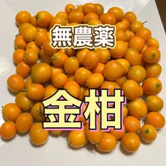 2025年最新】キンカンの人気アイテム - メルカリ