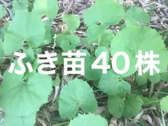 ⭐️ふき苗40株⭐️ふきのとう苗 フキ苗 山蕗苗 野蕗苗 蕗の薹苗 フキノトウ苗 ふき フキ 蕗 蕗苗 山菜 山菜苗 野草 野草苗 天然 - メルカリ