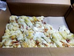 冷凍ヒヨコ 冷凍ひよこ 100羽 - メルカリ