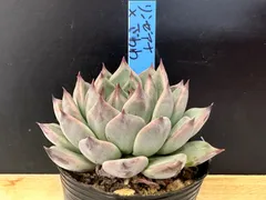 リンゼアナセット❤️ 楽天市場】多肉植物 リンゼアナの通販