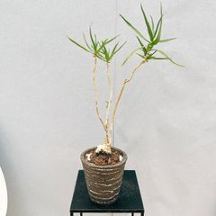 ［現品］【希少】☆数量限定☆  アロエ　テヌイオール　青々錦　観葉植物　レア　おしゃれ　多肉植物　陶器鉢受け皿付き　珍しい