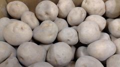 北海道産じゃがいも　きたかむい　５kg
