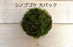 シノブゴケ 大パック 有福MOSS