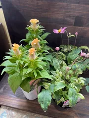 Dom❤️Mia様専用　おまとめセット