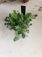 セダム　六条万年草