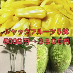 最大70％オフ通販 ジャックフルーツとカメレオンの花瓶／オブジェ KARE