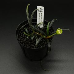 Burttianthus velutandrus "Bintulu" Sarawak【TB】