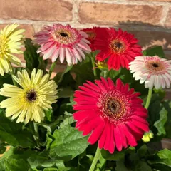 ガーベラ カートホイール　ストロベリーツイスト 3.5号（直径10.5cm）ポット苗 花色おまかせ　1株半耐寒性多年草【Ｎ】