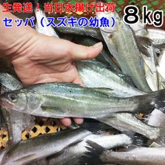 セッパ(スズキの幼魚) 8kg入 【お一人様1匹の焼き魚にベターサイズ】鮮魚セット 魚介セット 小魚 未利用魚 低利用魚 定置網 刺身 刺し身焼き魚 煮魚 お魚詰め合わせ セッパ BBQのサムネイル