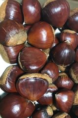 秋田県産　生栗　（1粒 26g以上）　約1.2kg