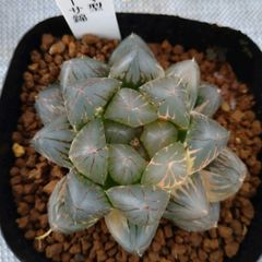⑳大きめ苗! 青鬼❣️紅染華❣️ブルーバニラ❣️もみじ飴❣️メルカリ便込 ⑳大きめ苗! 青鬼❣️紅染華❣️ブルーバニラ❣️もみじ飴❣️