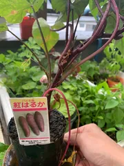 再生工房コフジ園芸さん専用紅あずまの苗 再生工房コフジ園芸さん専用紅あずまの苗