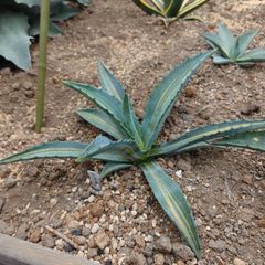 アガベ　アメリカーナ　縞斑　直径約33㎝　AGAVE