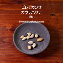 ピレナカンサ・カウラバサナ 種子 5粒 塊根植物 コーデックス 多肉植物 観葉植物 ピレナカンサカウラバサナ Pyrenacantha kaurabasana