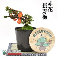 盆栽 赤花 長寿梅 苗木 ミニ盆栽 花盆栽  bonsai