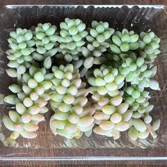 ビアホップ 多肉植物 多肉 セダム 新玉つづり