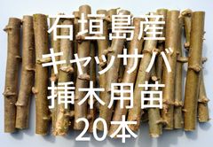☆キャッサバ挿木用苗木(穂木)20本入り☆(黄色系スイート種)・沖縄県石垣島産