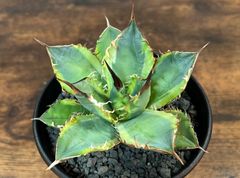 Agave /アガベ チタノタ覆輪班 バナナピール/厳竜錦 発根剤み 送料込み