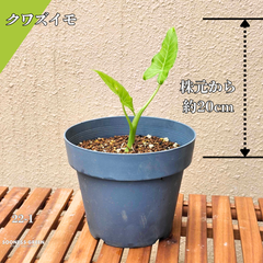 【抜き苗】約20㎝ クワズイモ 初心者歓迎・健康な苗！南国を感じる 希少🌟22-1