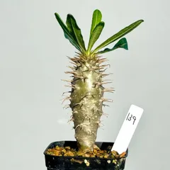 2025年最新】パキポディウム アンボンゲンセの人気アイテム - メルカリ