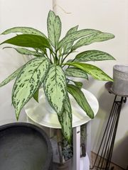 アグラオネマ・シルバークイーン　5号　観葉植物　キレイ　インドア　屋内　インテリア　グリーン