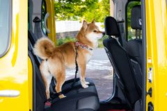 ペット用カーシートベルト リード 小型犬 中型犬 大型犬  ドライブベルト