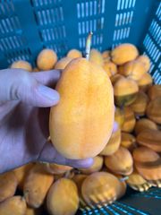 沖縄県産　ミズレモン 1キロ (14～20玉)