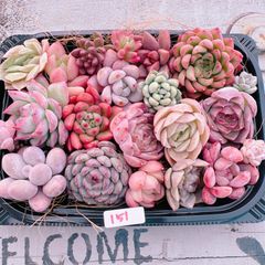 新春特別価格!!多肉植物寄せ植えset♡151♡+プレゼント付き