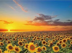 2024年最新】sunflower ベストの人気アイテム - メルカリ