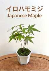ミニ盆栽　モミジ３本　瀬戸焼クリーム系の鉢